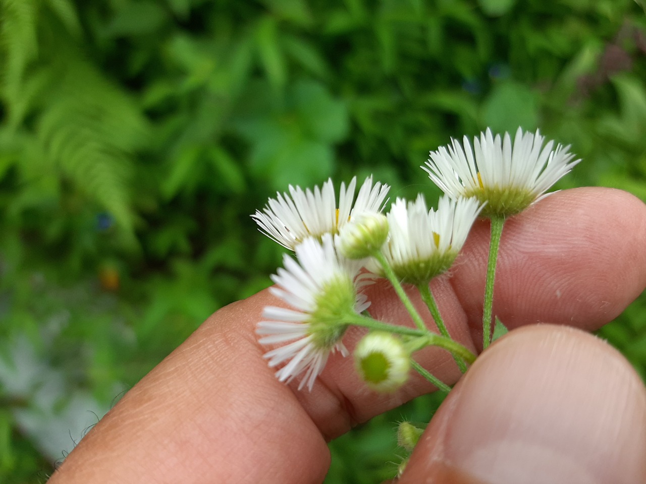 Erigeron annuus