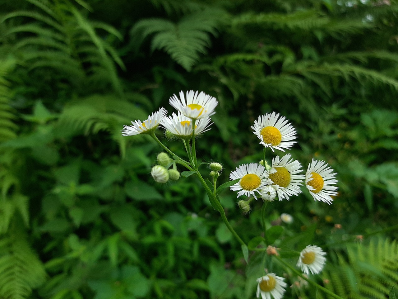 Erigeron annuus