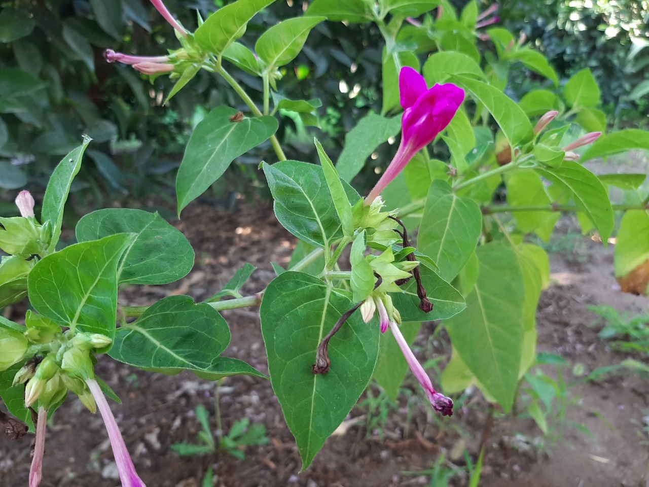 Mirabilis jalapa