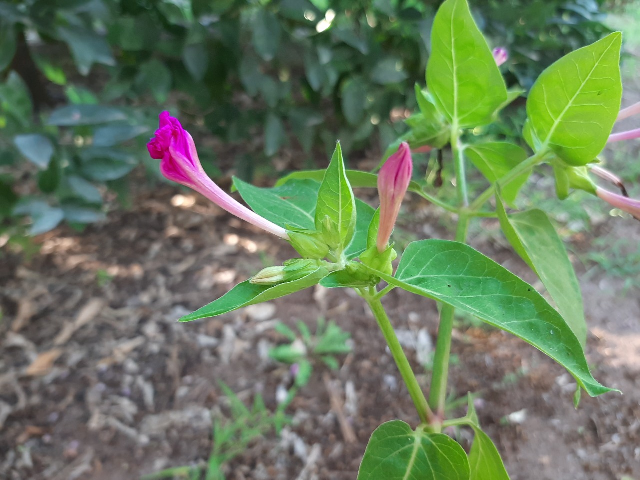 Mirabilis jalapa