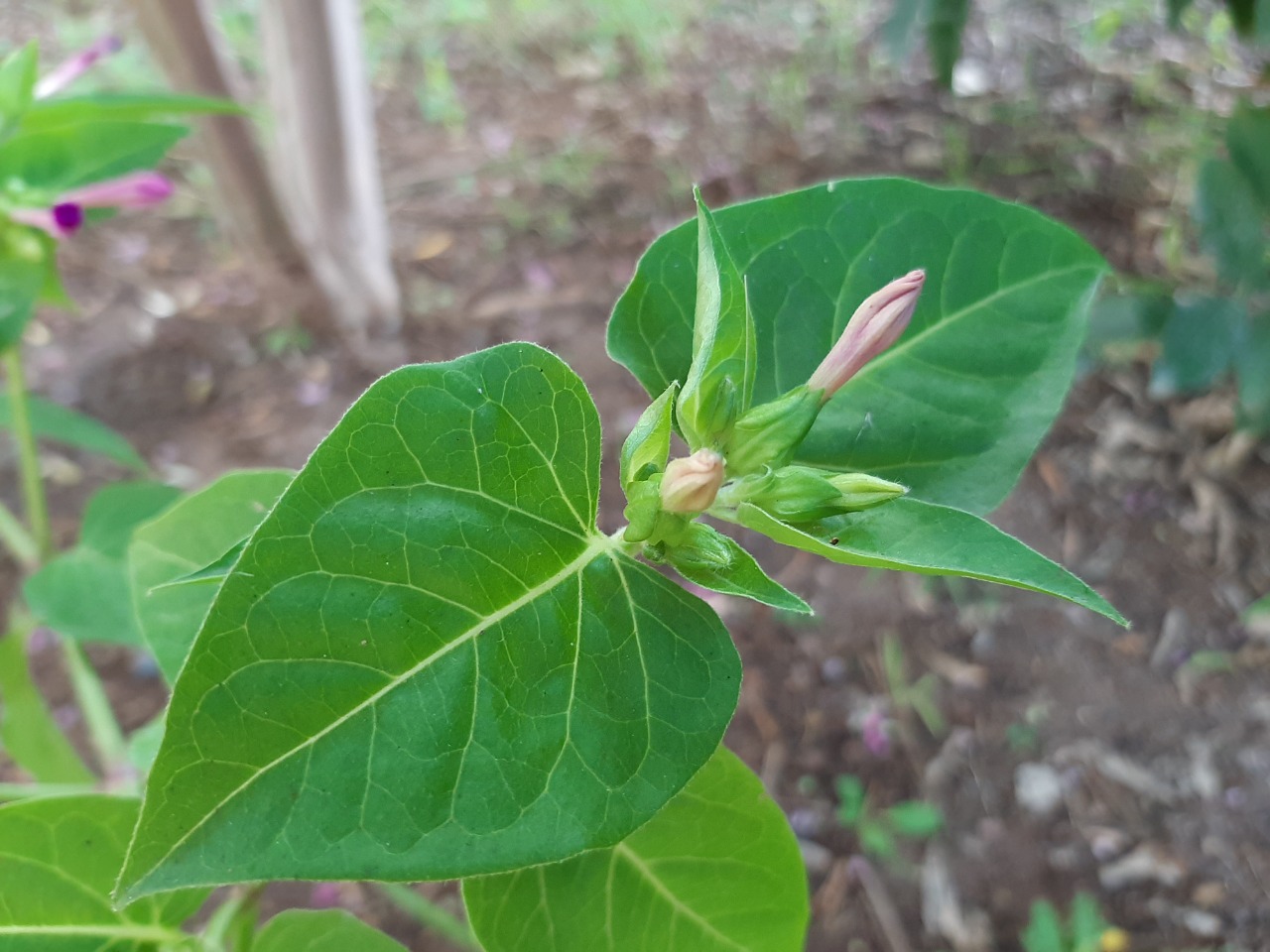 Mirabilis jalapa