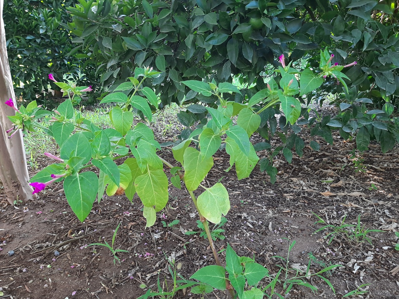 Mirabilis jalapa