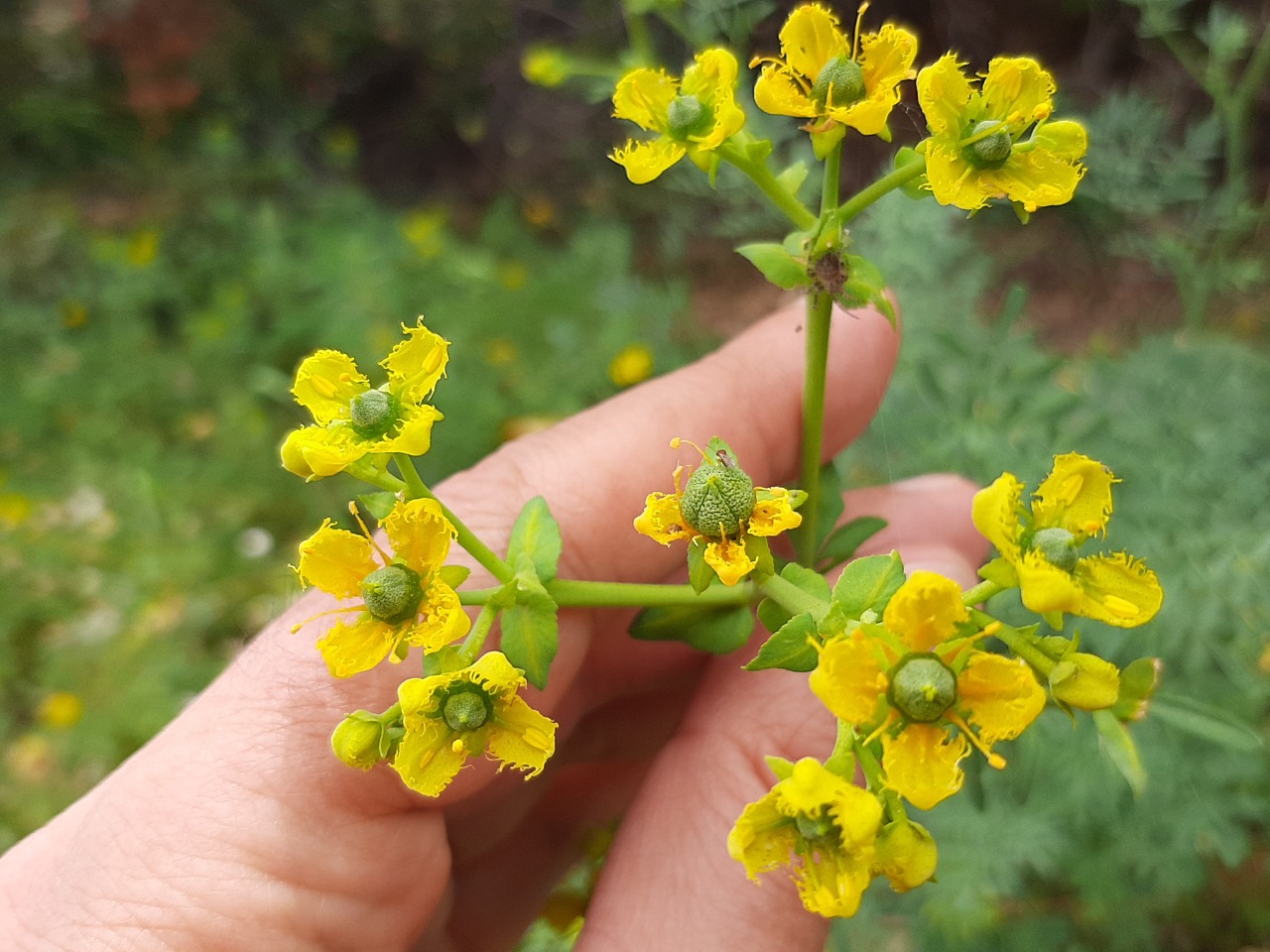 Ruta chalepensis