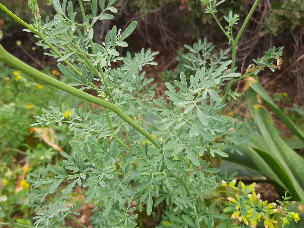 Ruta chalepensis