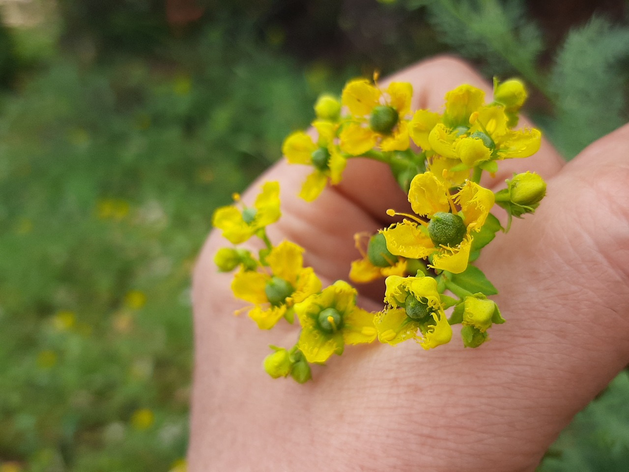 Ruta chalepensis