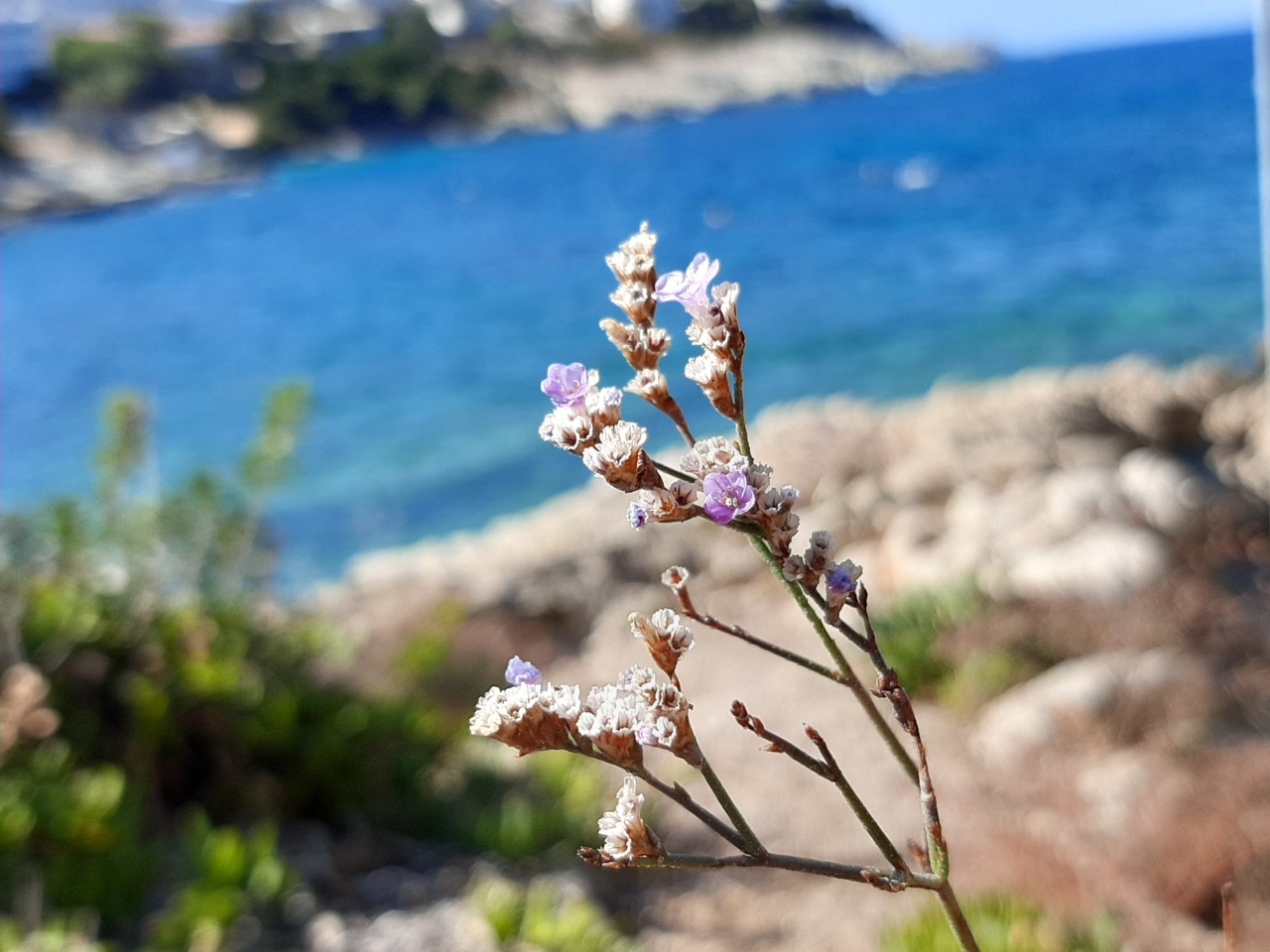 Limonium virgatum