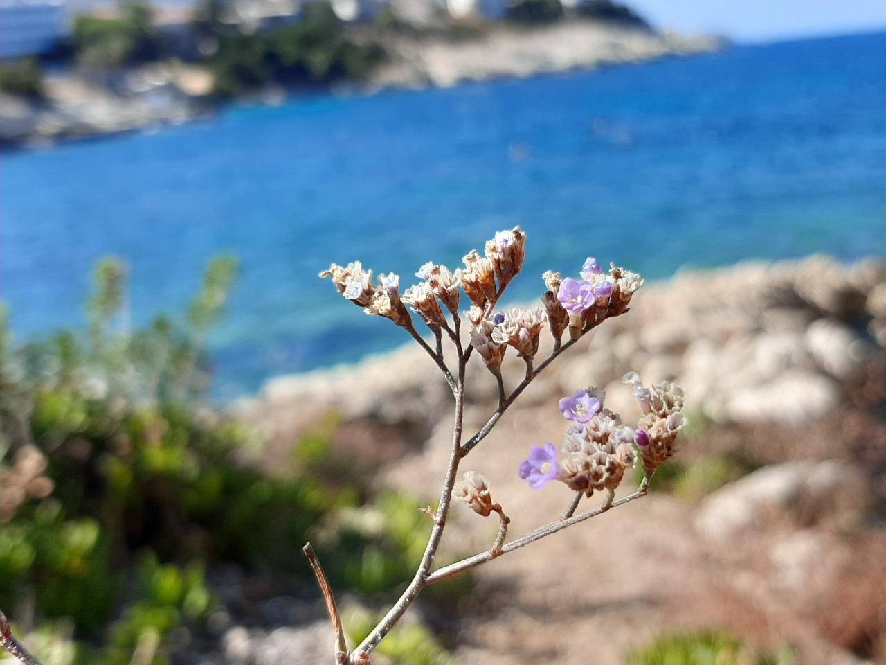 Limonium virgatum