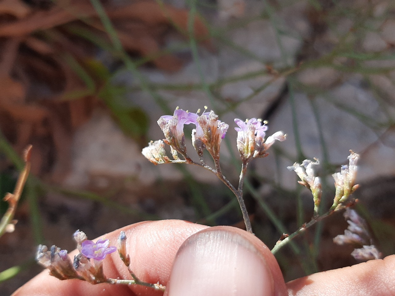 Limonium virgatum