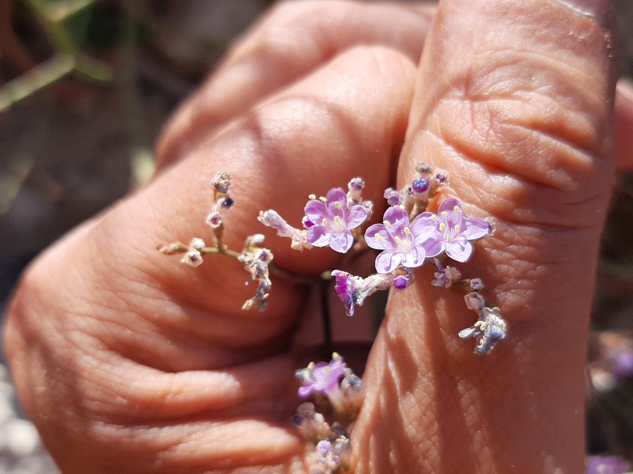 Limonium virgatum