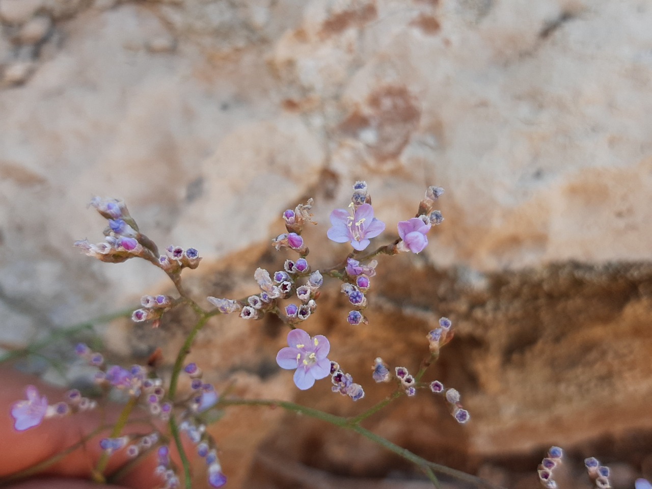 Limonium virgatum