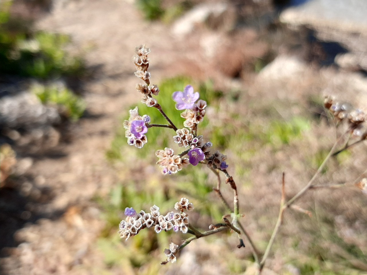 Limonium virgatum