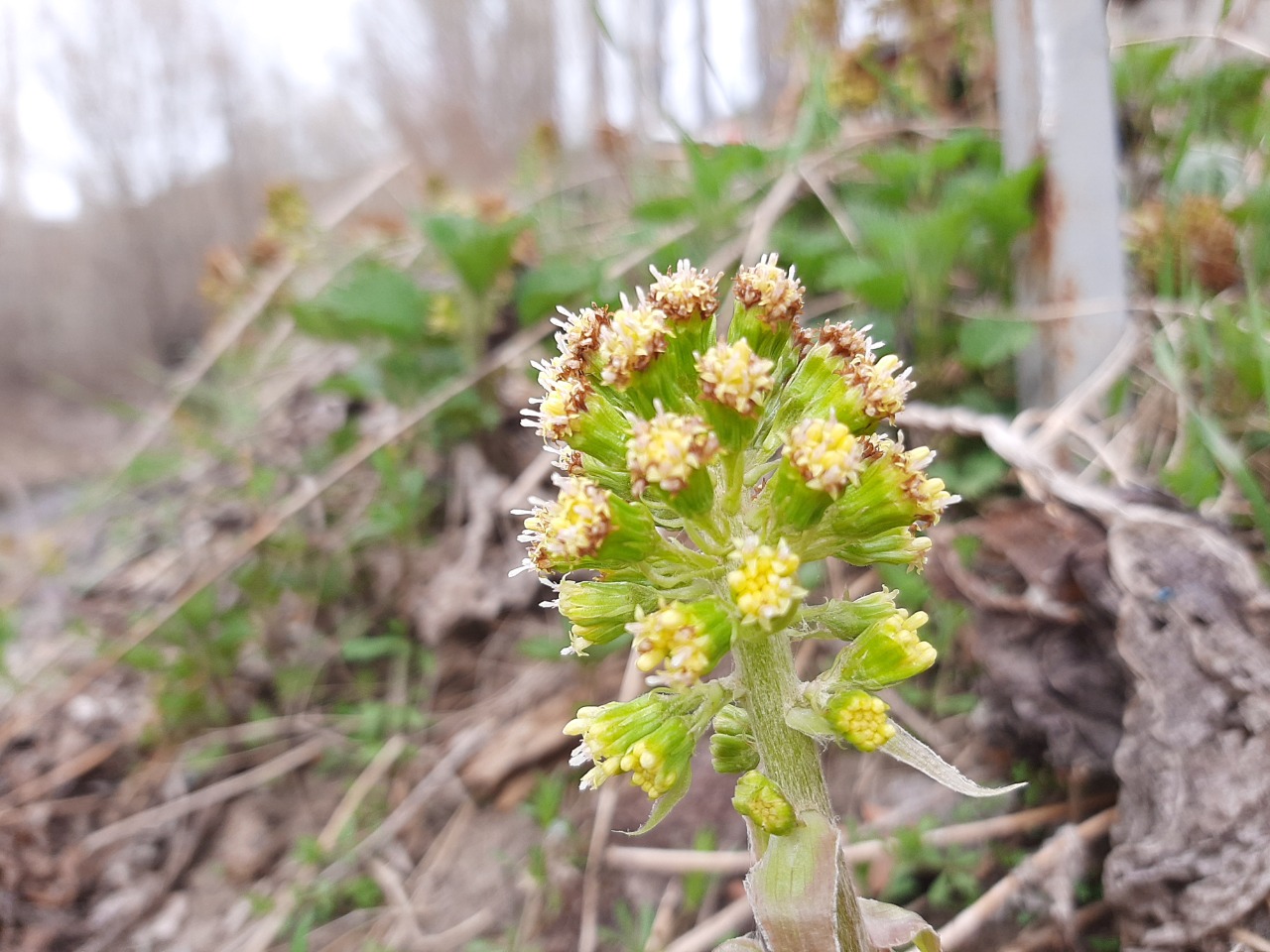 Petasites albus