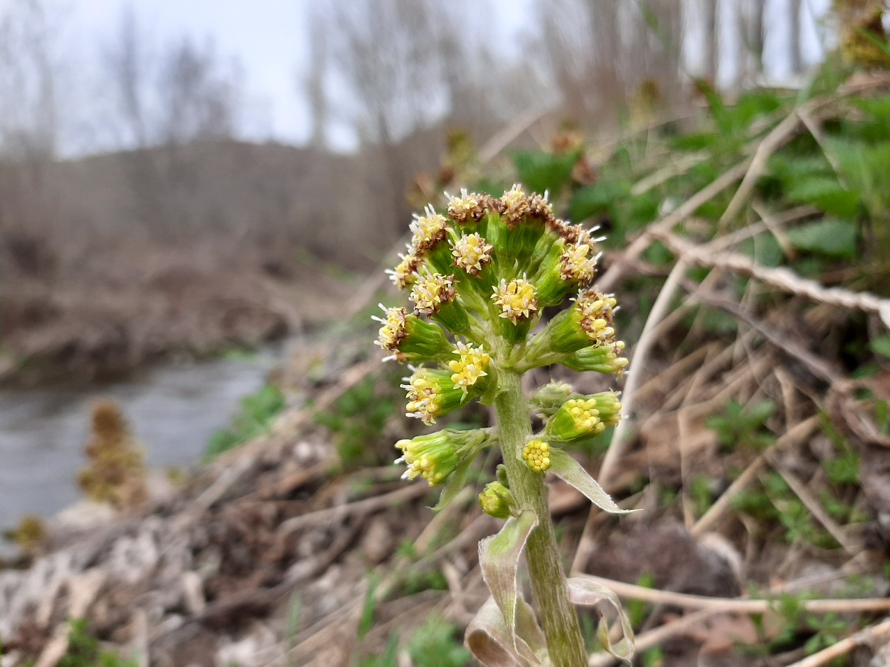 Petasites albus