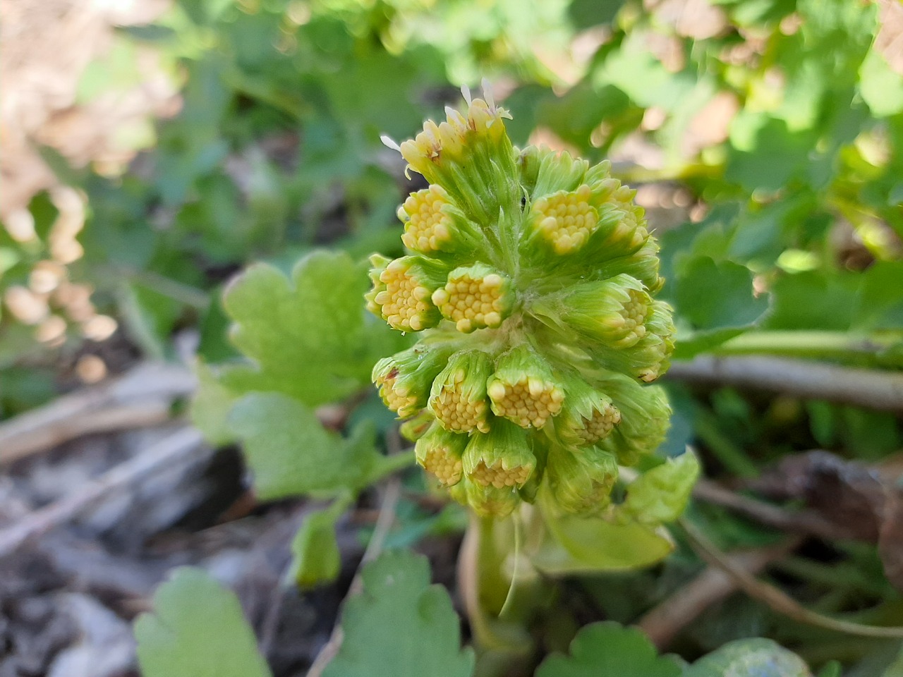 Petasites albus