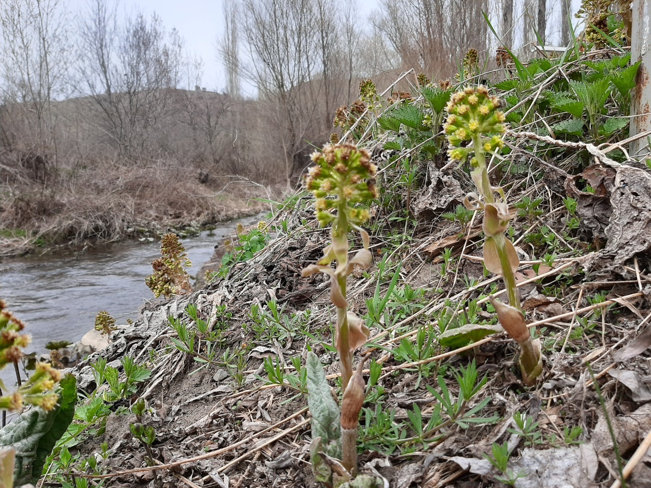 Petasites albus