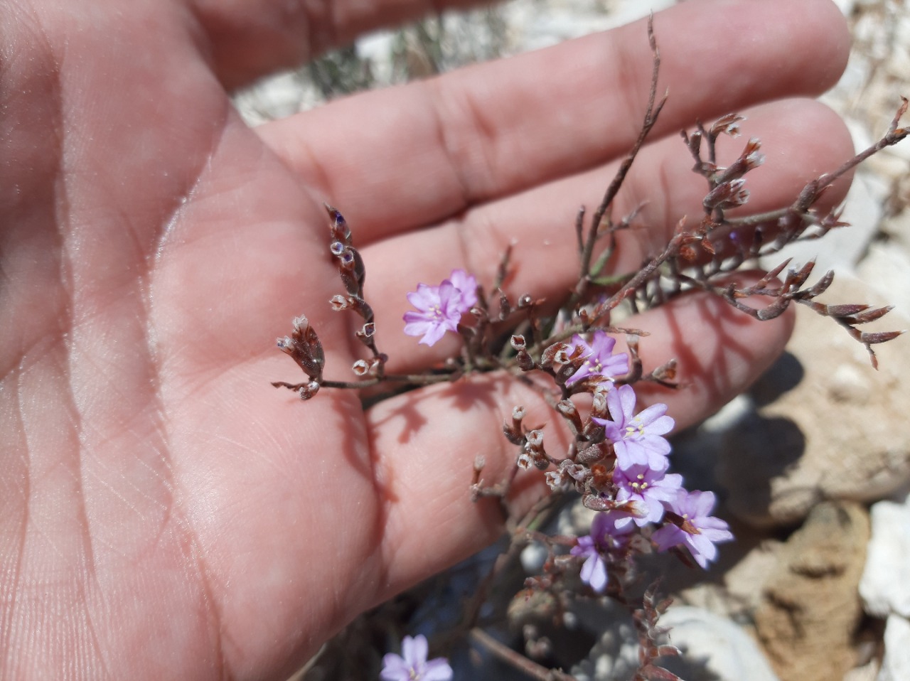 Limonium angustifolium