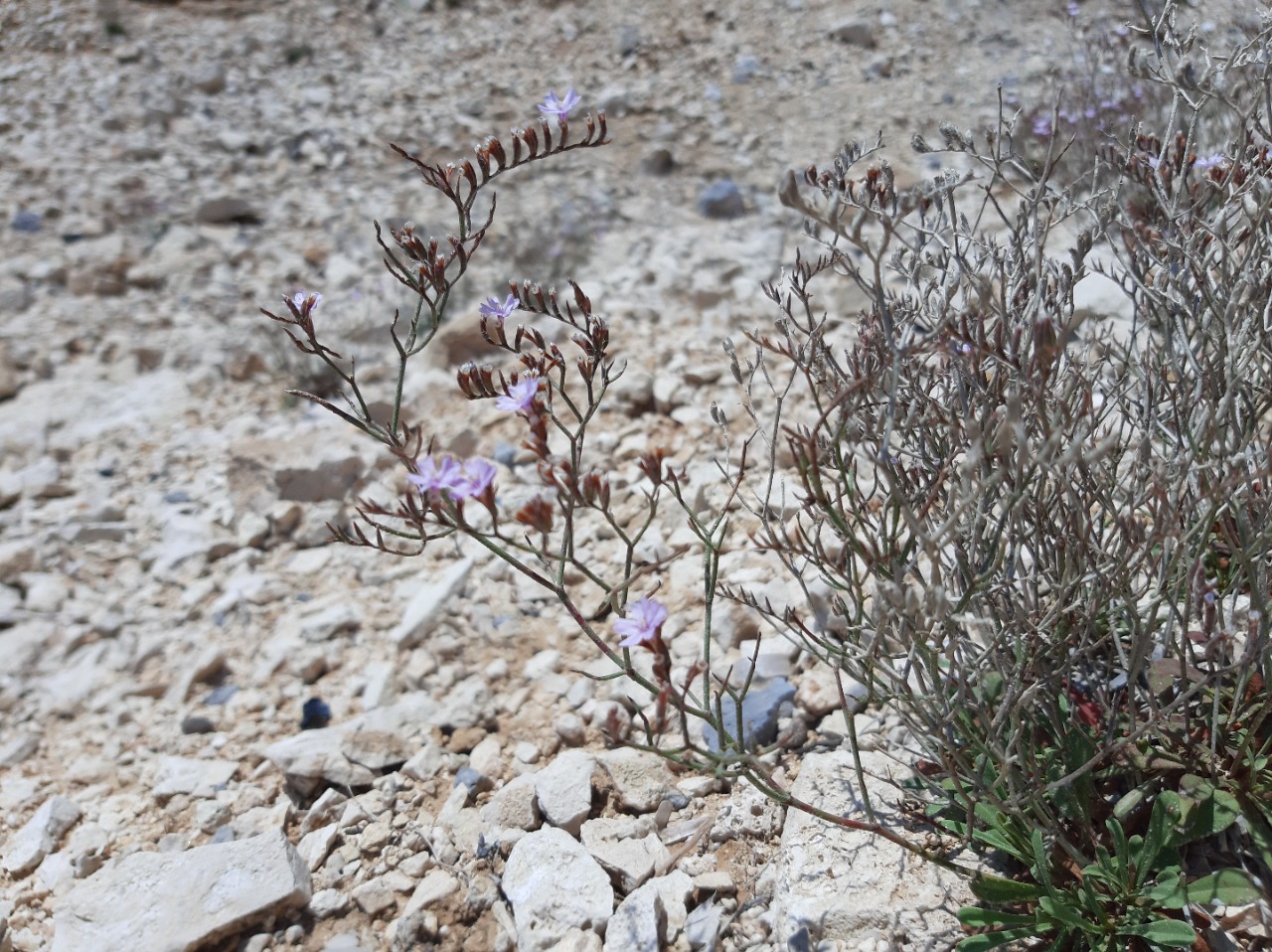 Limonium angustifolium