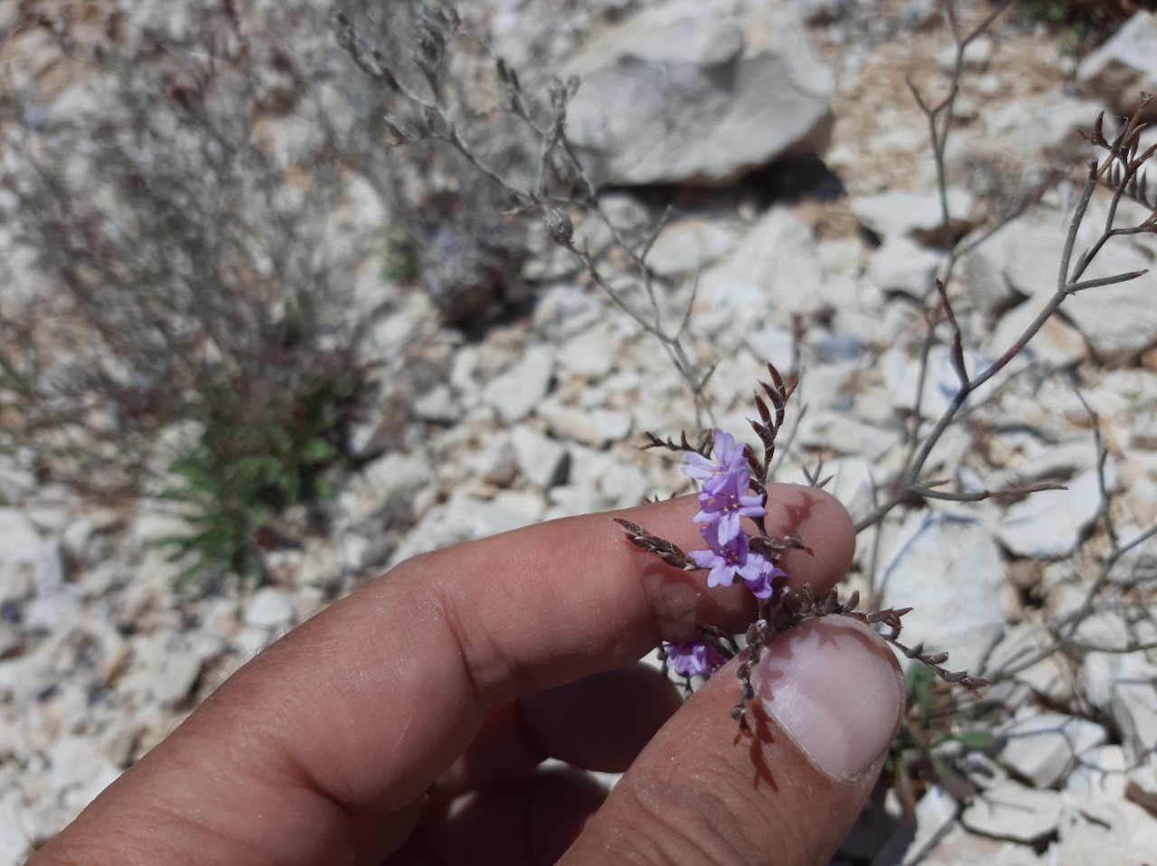 Limonium angustifolium