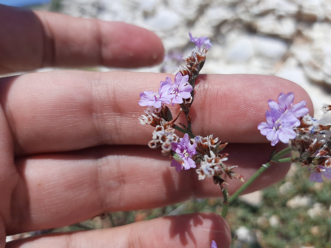 Limonium angustifolium