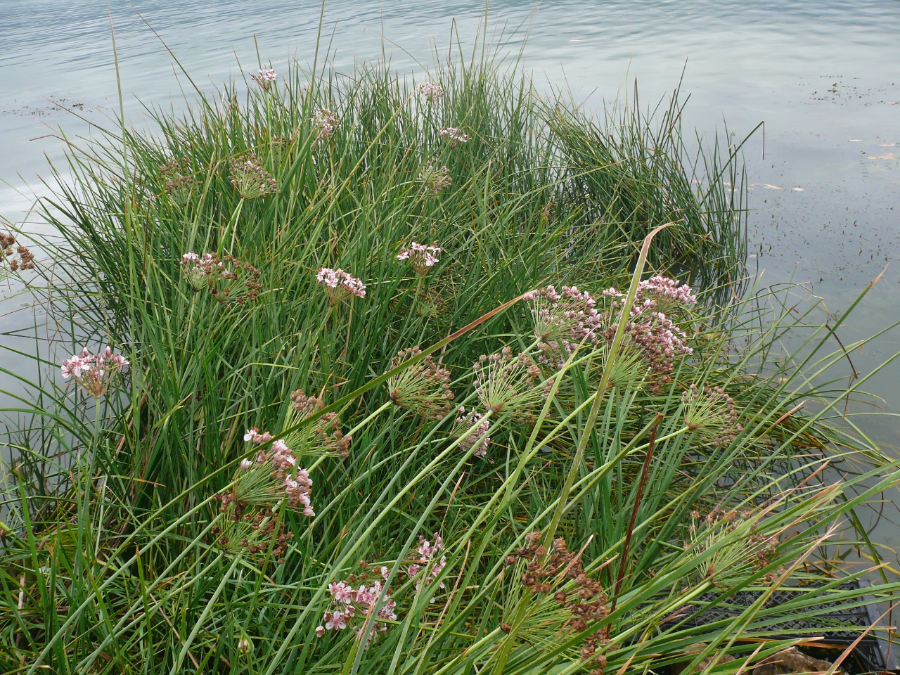 Butomus umbellatus