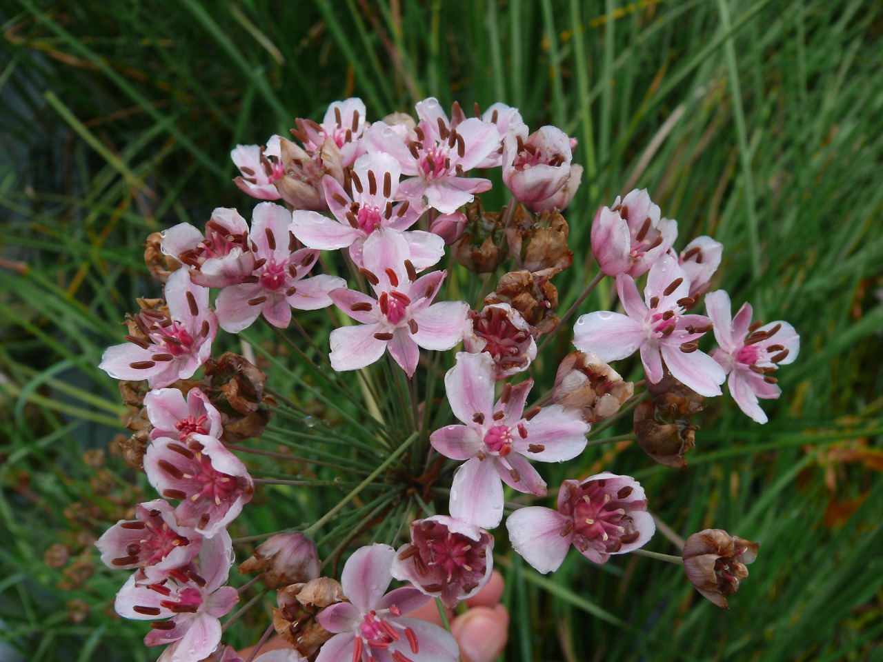 Butomus umbellatus