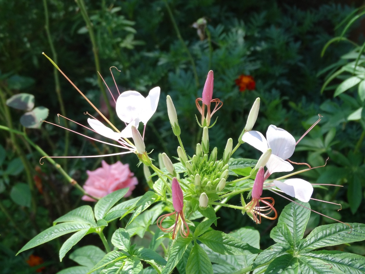 Cleome stevensiana