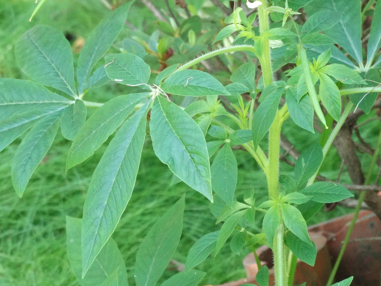 Cleome stevensiana