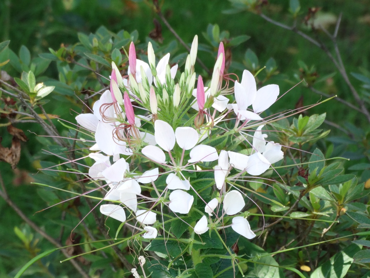 Cleome stevensiana