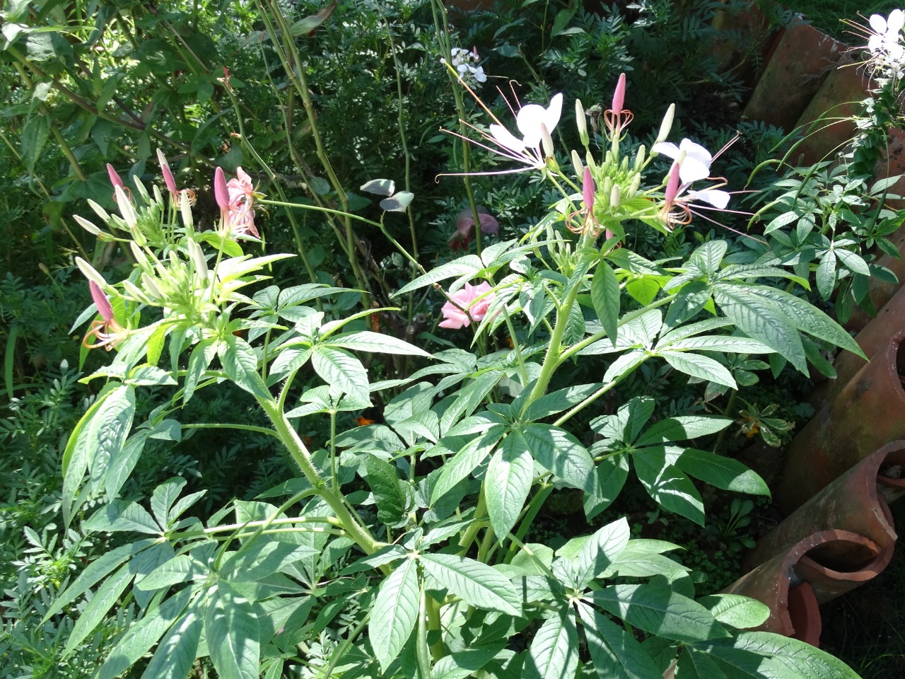 Cleome stevensiana