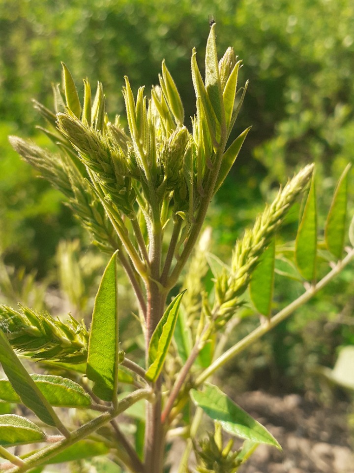 Datisca cannabina