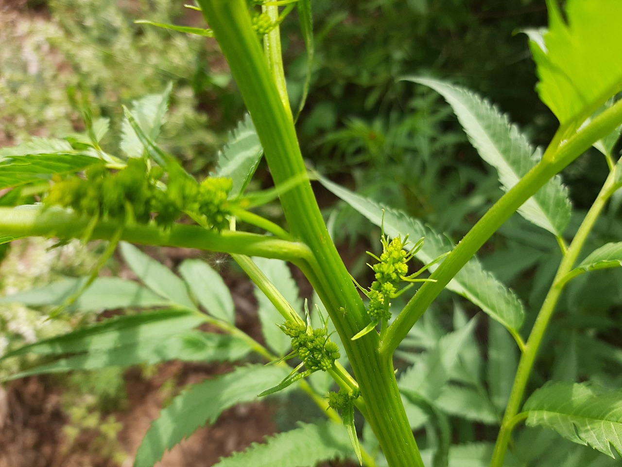 Datisca cannabina