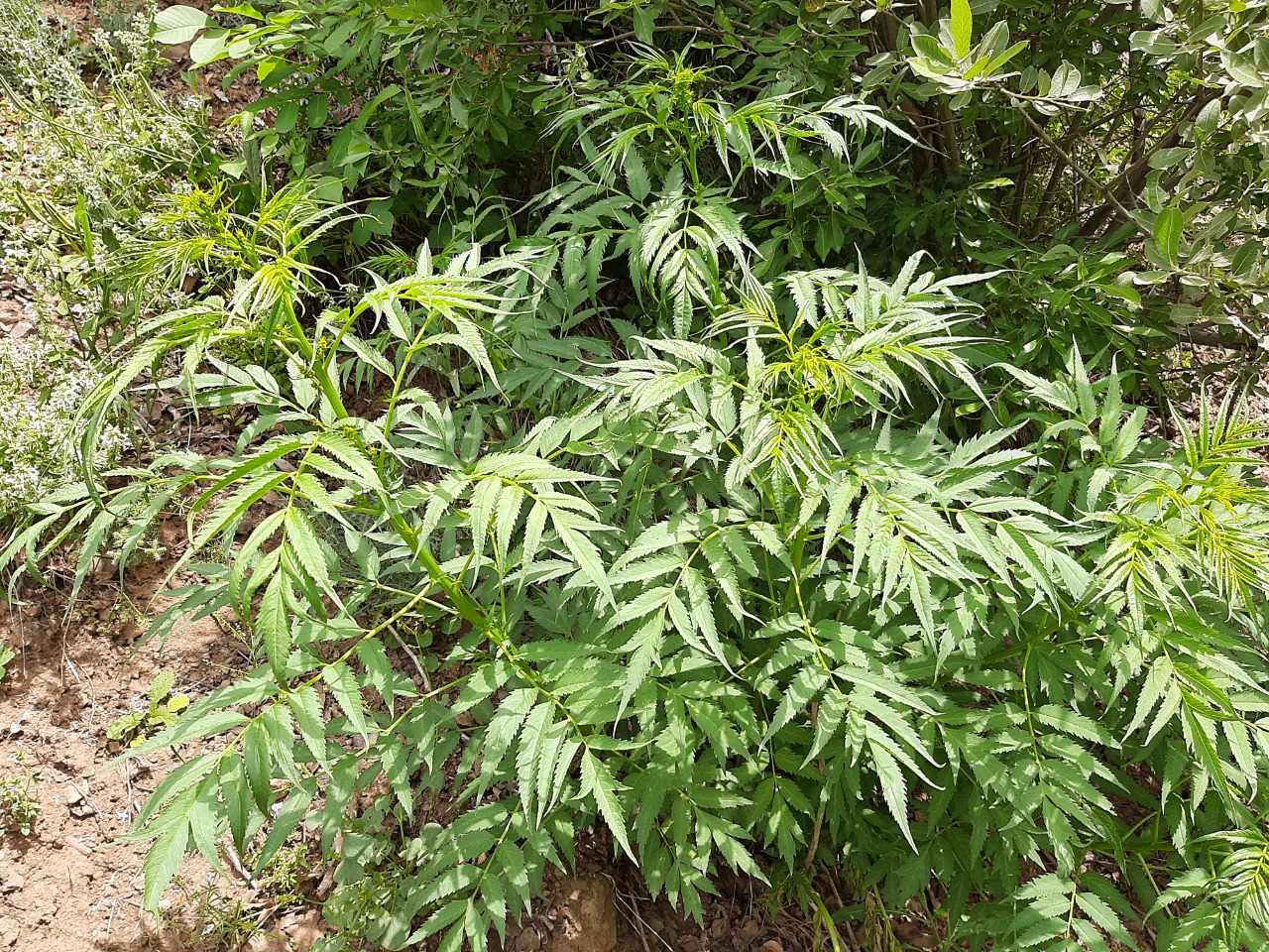Datisca cannabina