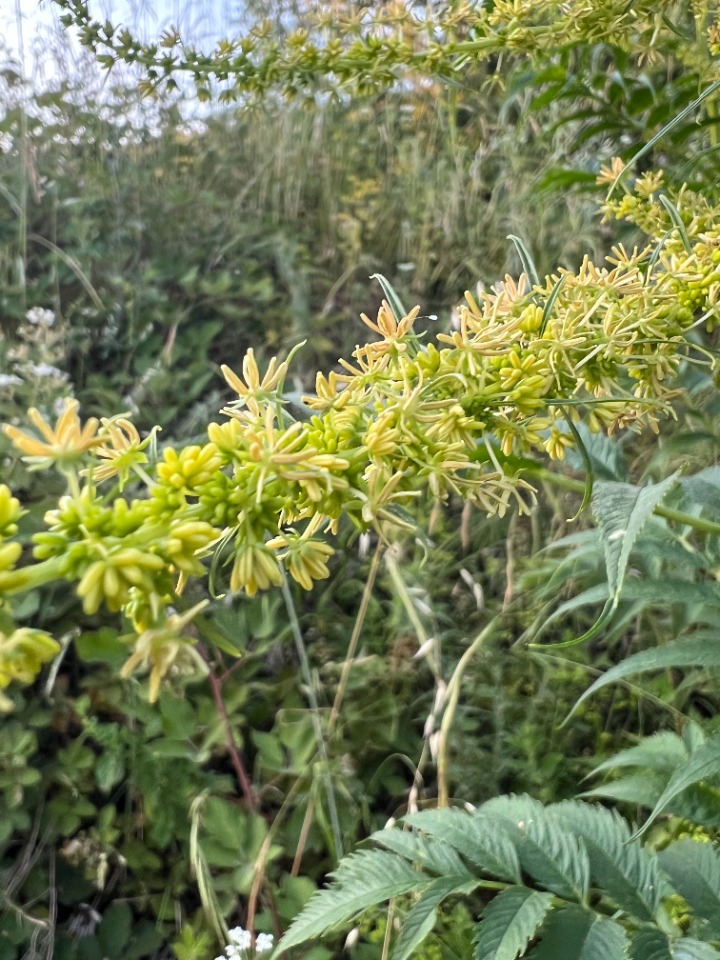 Datisca cannabina