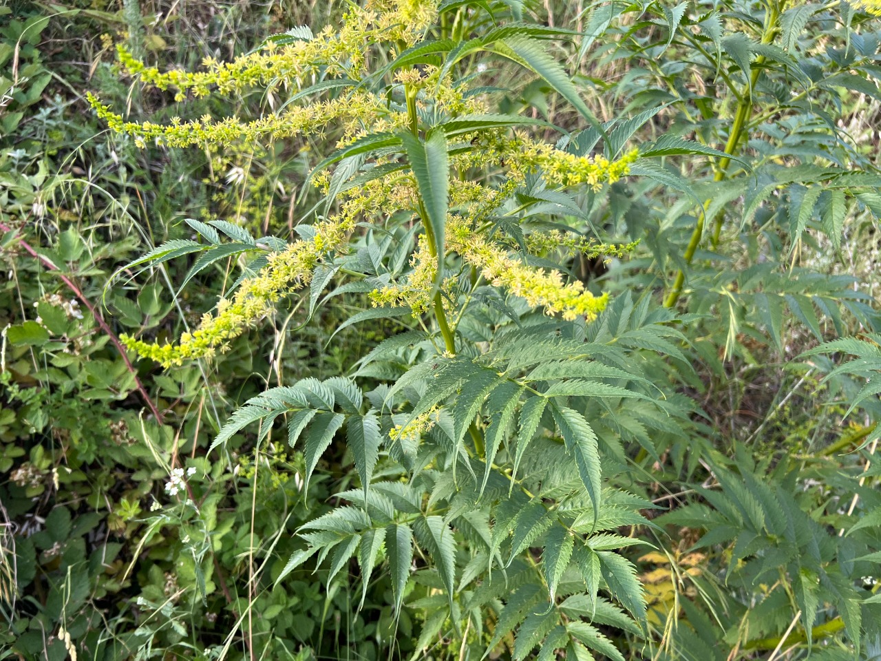 Datisca cannabina