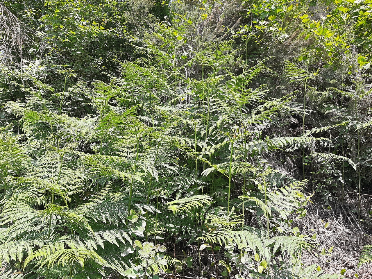 Pteridium aquilinum