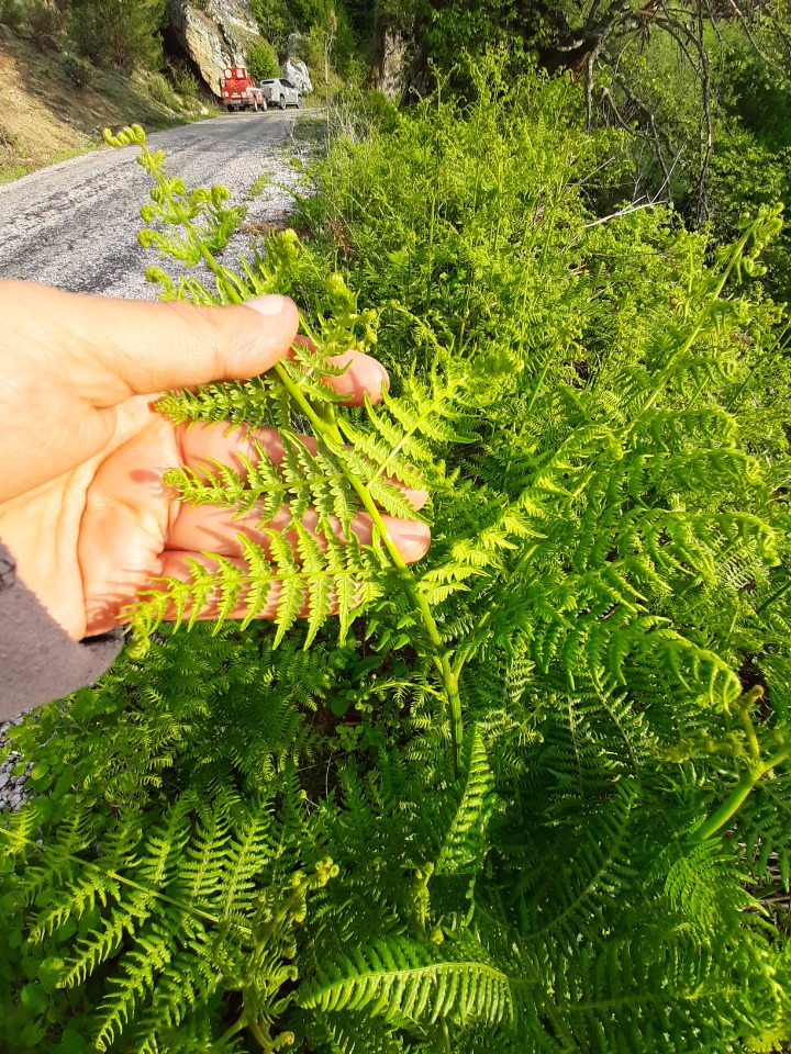 Pteridium aquilinum