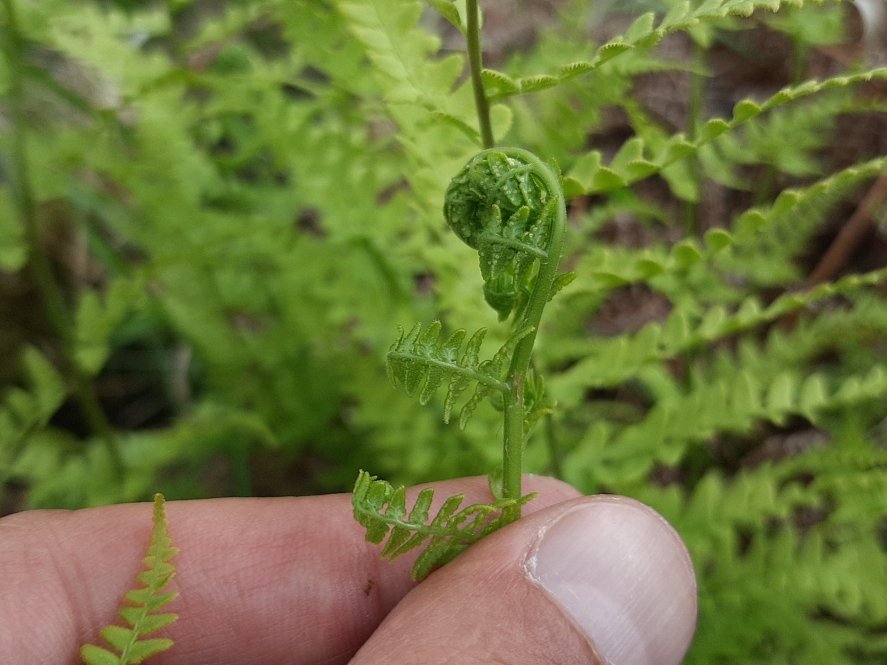 Pteridium aquilinum
