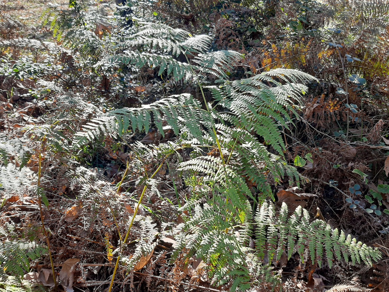 Pteridium aquilinum
