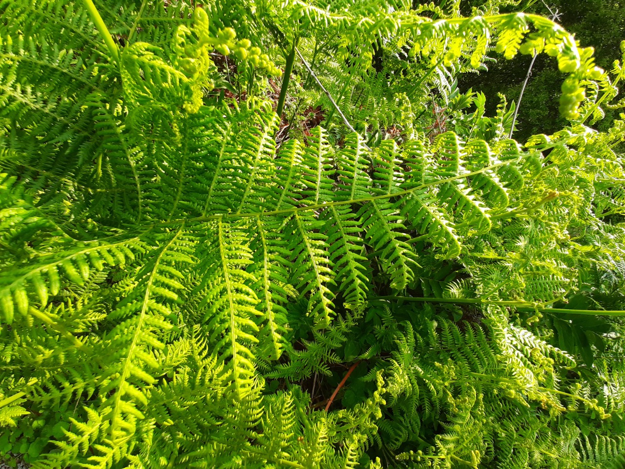 Pteridium aquilinum
