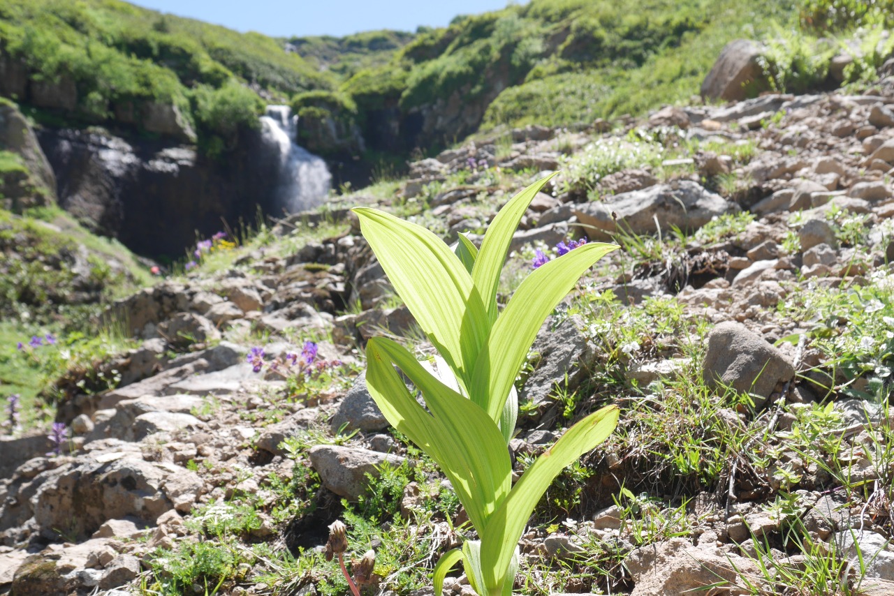 Veratrum album