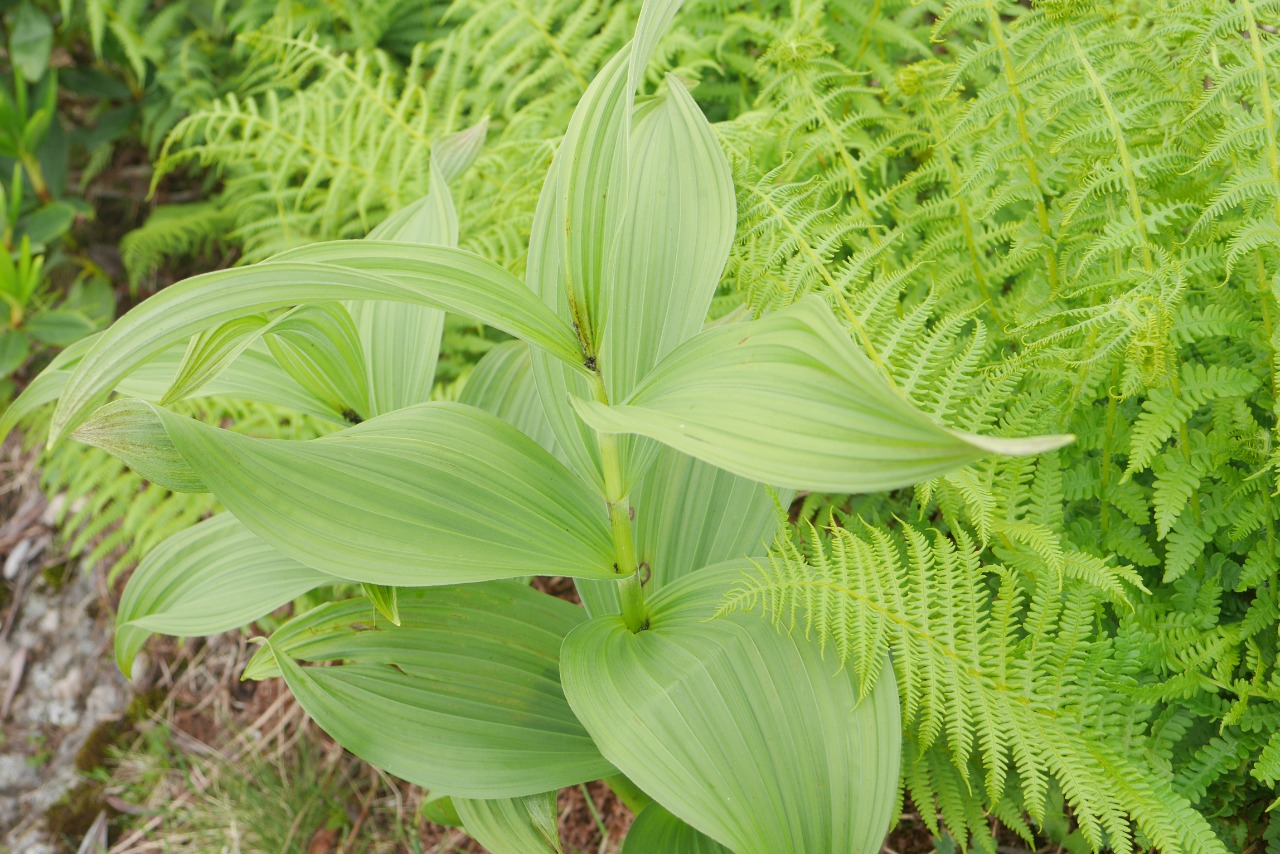 Veratrum album