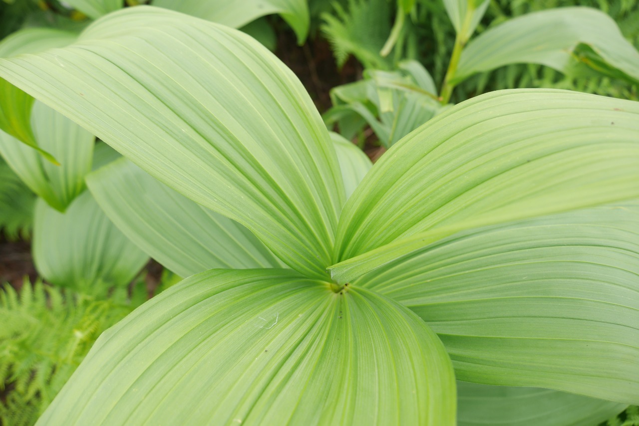 Veratrum album