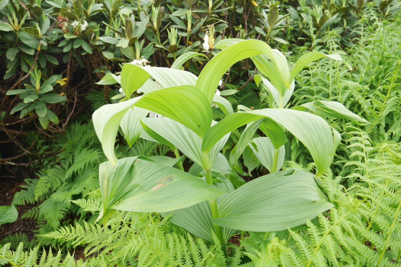 Veratrum album