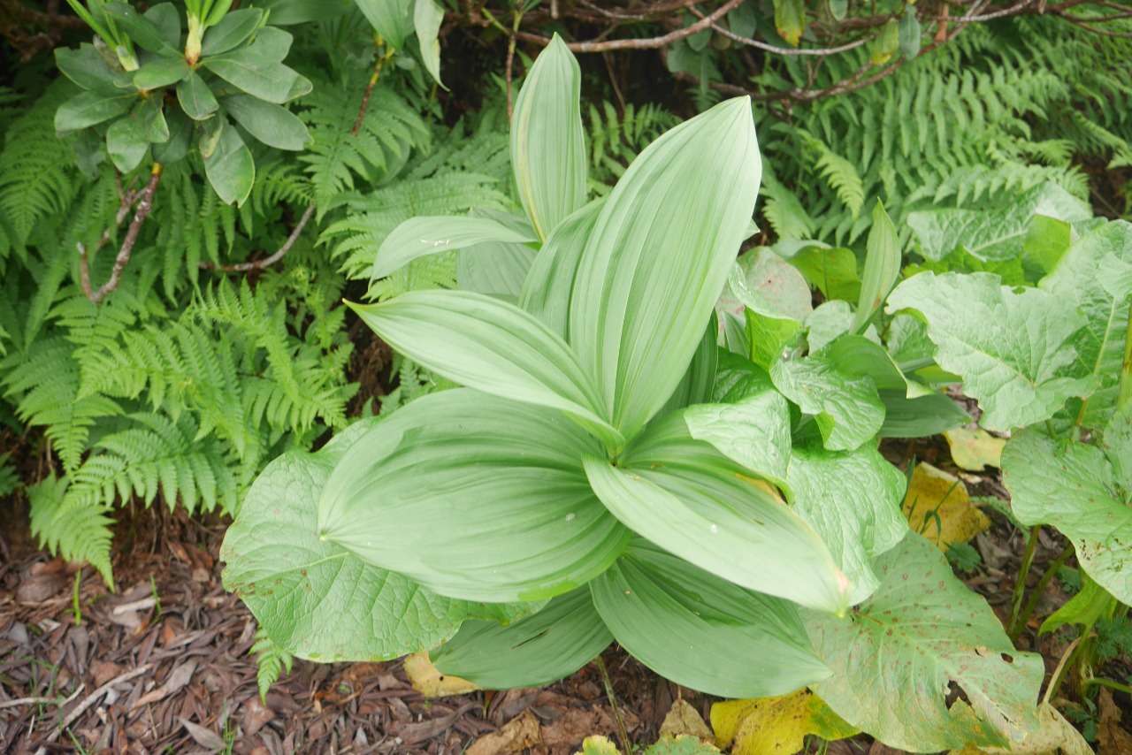 Veratrum album