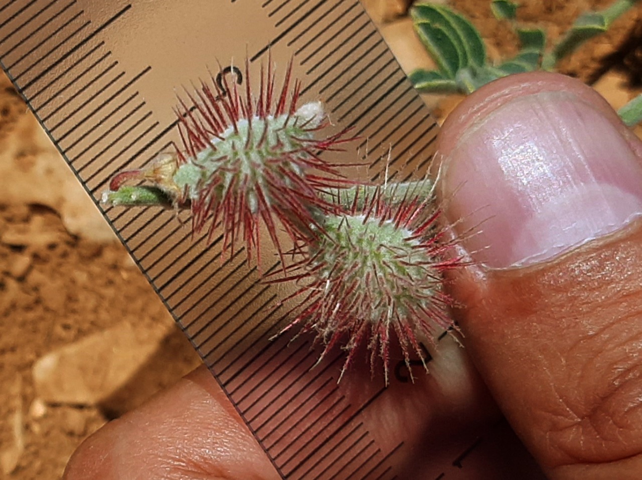 Hedysarum pycnostachyum