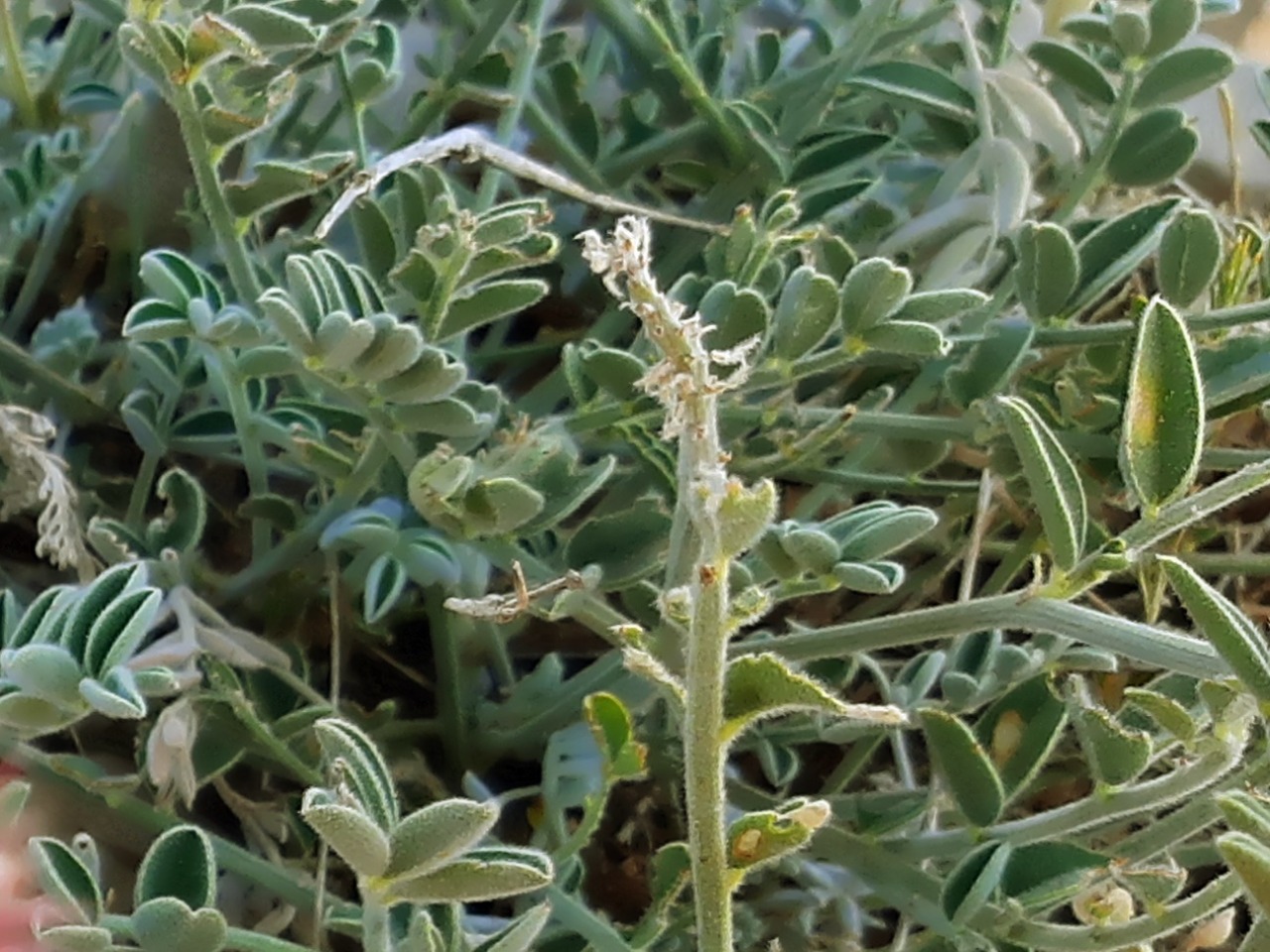 Hedysarum pycnostachyum