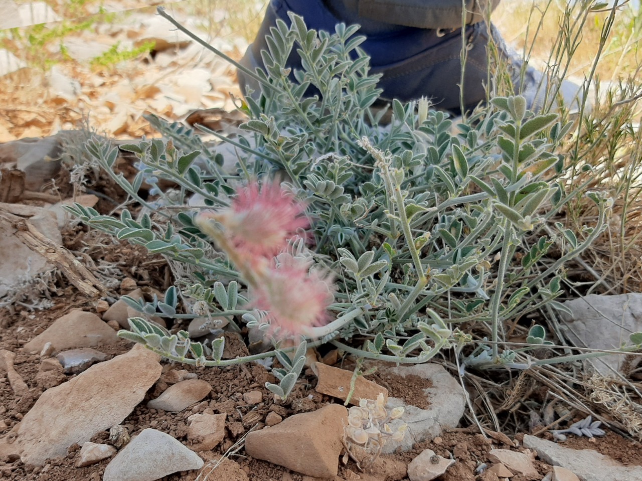 Hedysarum pycnostachyum