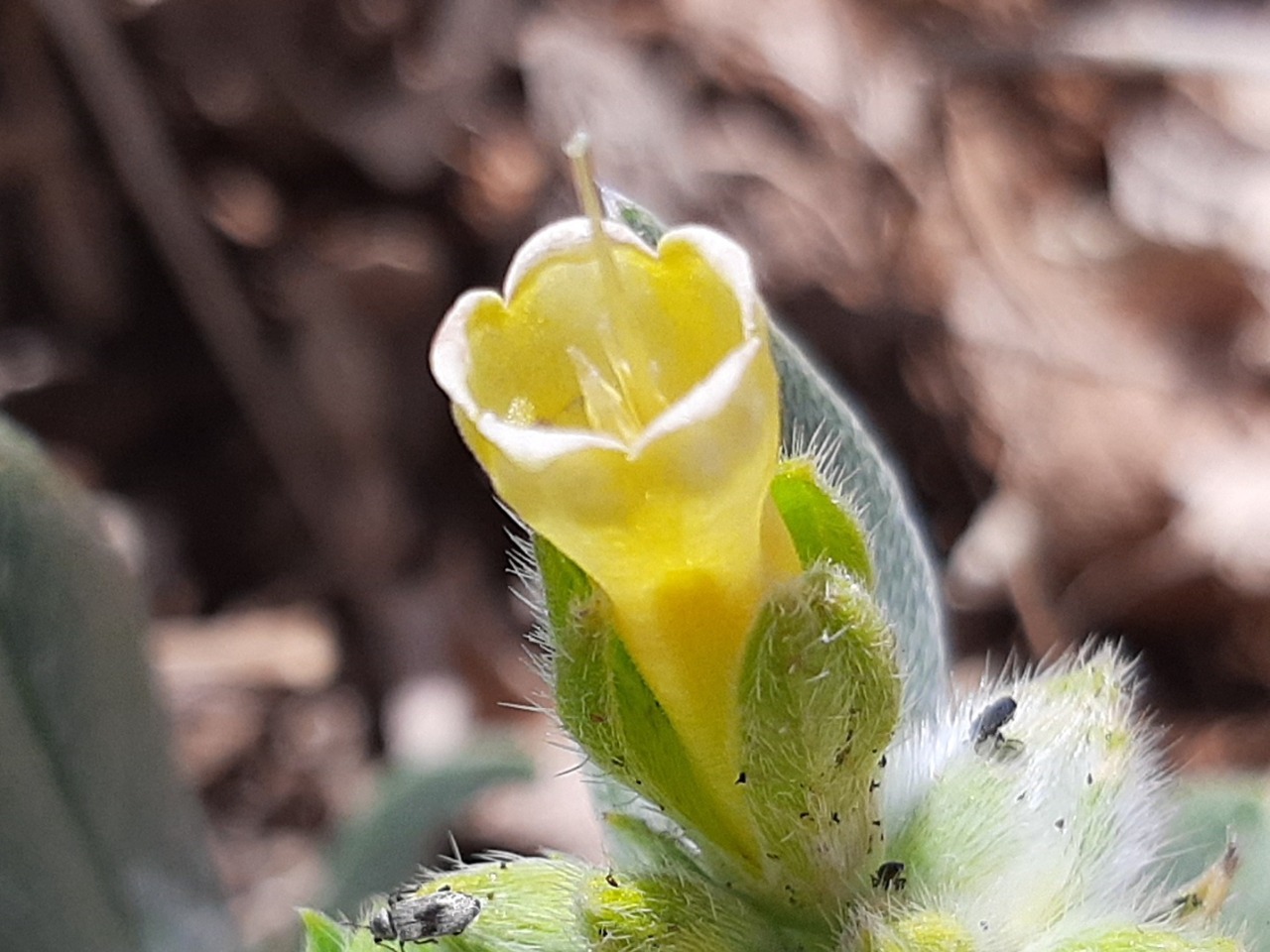 Onosma mutabilis