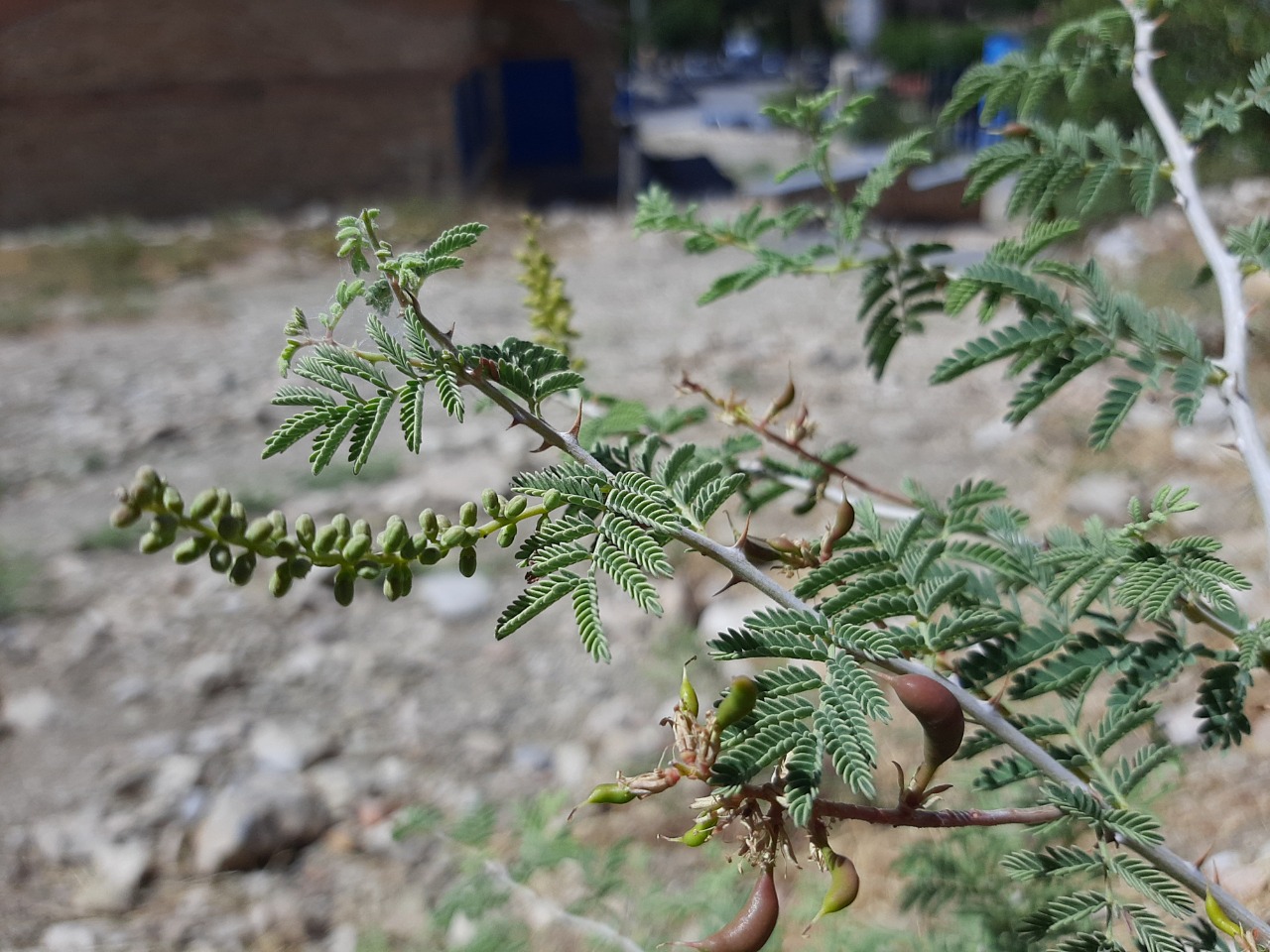 Prosopis farcta