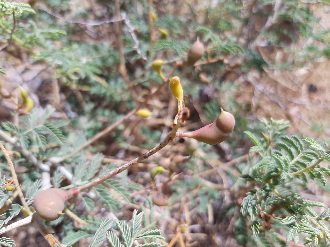 Prosopis farcta